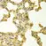 Anti TRADD Antibody thumbnail image 2
