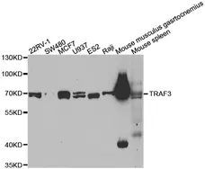 Anti TRAF3 Antibody gallery image 1