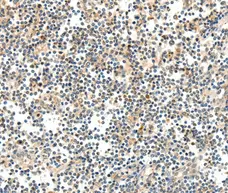 Anti TRAF3 Antibody gallery image 2
