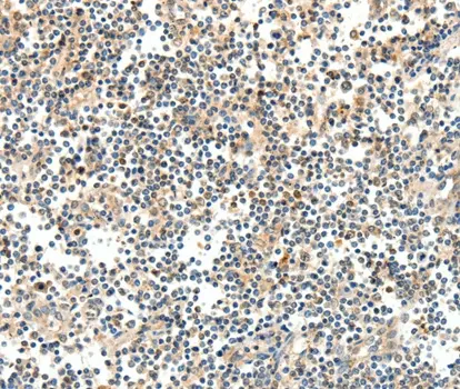 Anti TRAF3 Antibody gallery image 2