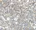 Anti TRAF3 Antibody thumbnail image 2