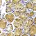 Anti TRAF3 Antibody thumbnail image 3