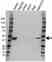 Anti Transcription Factor E2F2 Antibody (PrecisionAb Polyclonal Antibody) thumbnail image 1