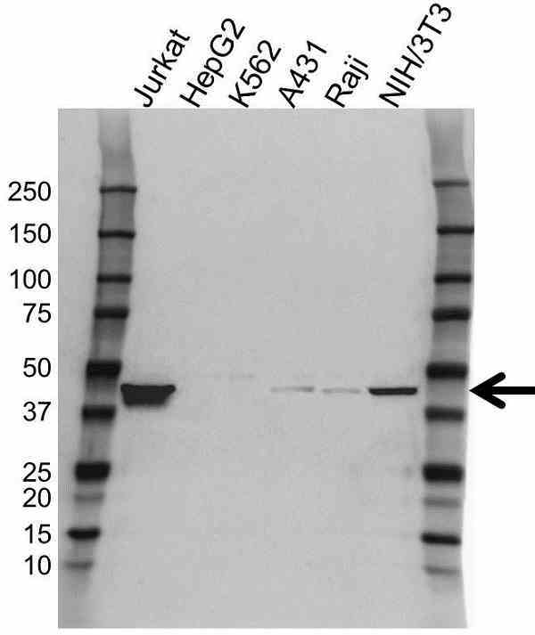 Anti Transcription Factor E2F2 Antibody (PrecisionAb Polyclonal Antibody) gallery image 1