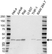 Anti TREX1 Antibody (PrecisionAb Polyclonal Antibody) thumbnail image 1