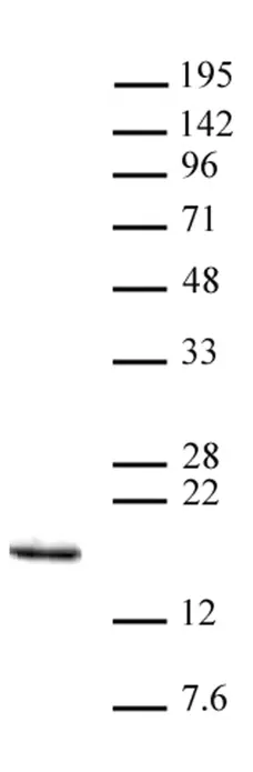 Anti Tri-Methyl-Histone H3 (Lys14) Antibody gallery image 1