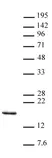 Anti Tri-Methyl-Histone H3 (Lys14) Antibody thumbnail image 1