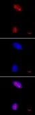 Anti Tri-Methyl-Histone H3 (Lys27) Antibody thumbnail image 1
