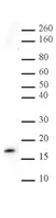 Anti Tri-Methyl-Histone H3 (Lys27) Antibody thumbnail image 2
