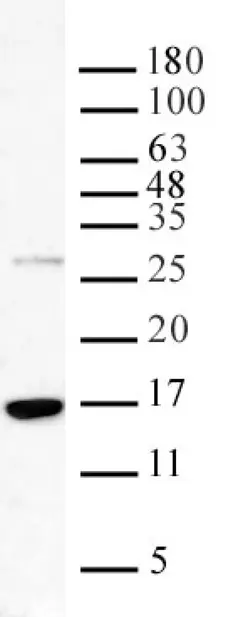 Anti Tri-Methyl-Histone H3 (Lys36) Antibody gallery image 1