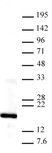 Anti Tri-Methyl-Histone H3 (Lys4) Antibody thumbnail image 1