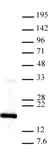 Anti Tri-Methyl-Histone H3 (Lys4) Antibody thumbnail image 1