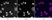 Anti Tri-Methyl-Histone H3 (Lys4) Antibody thumbnail image 2