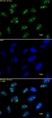 Anti Tri-Methyl-Histone H3 (Lys9) Antibody thumbnail image 1