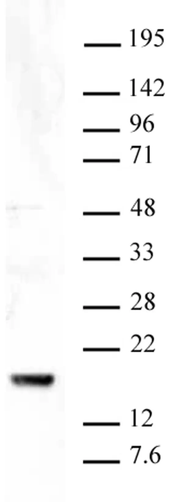Anti Tri-Methyl-Histone H3 (Lys9) Antibody gallery image 2