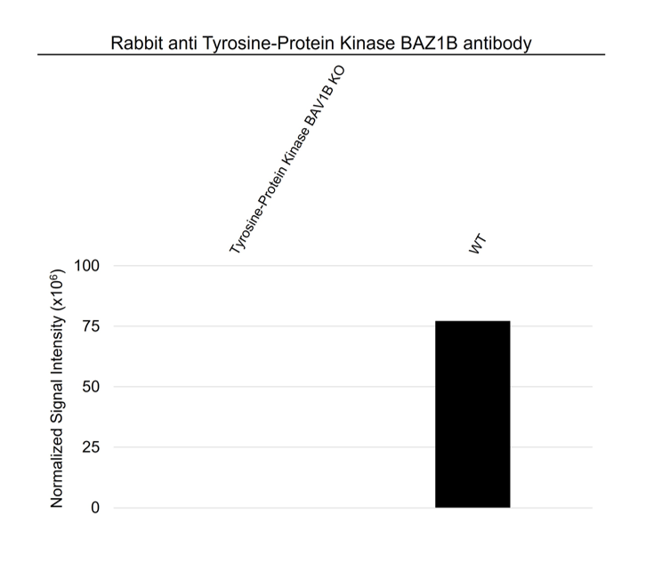Anti Tyrosine-Protein Kinase BAZ1B Antibody (PrecisionAb Polyclonal Antibody) gallery image 3