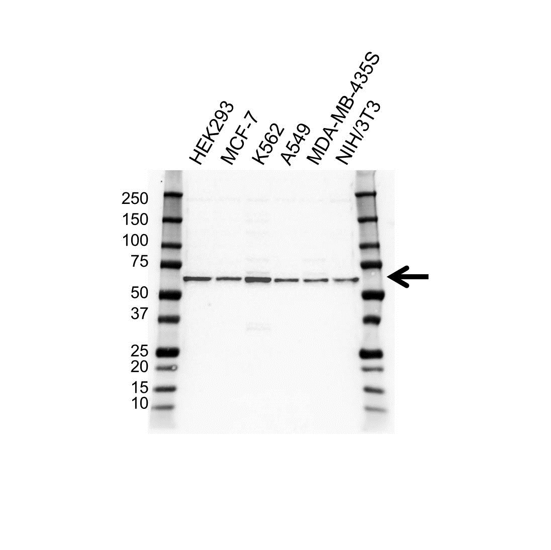 Anti U2AF2 Antibody (PrecisionAb Polyclonal Antibody) gallery image 1