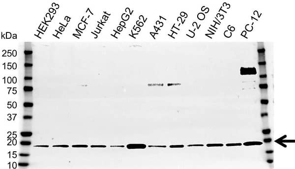 Anti UBE2 L3 Antibody (PrecisionAb Polyclonal Antibody) gallery image 1