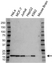 Anti UBE2B Antibody (PrecisionAb Polyclonal Antibody) thumbnail image 1