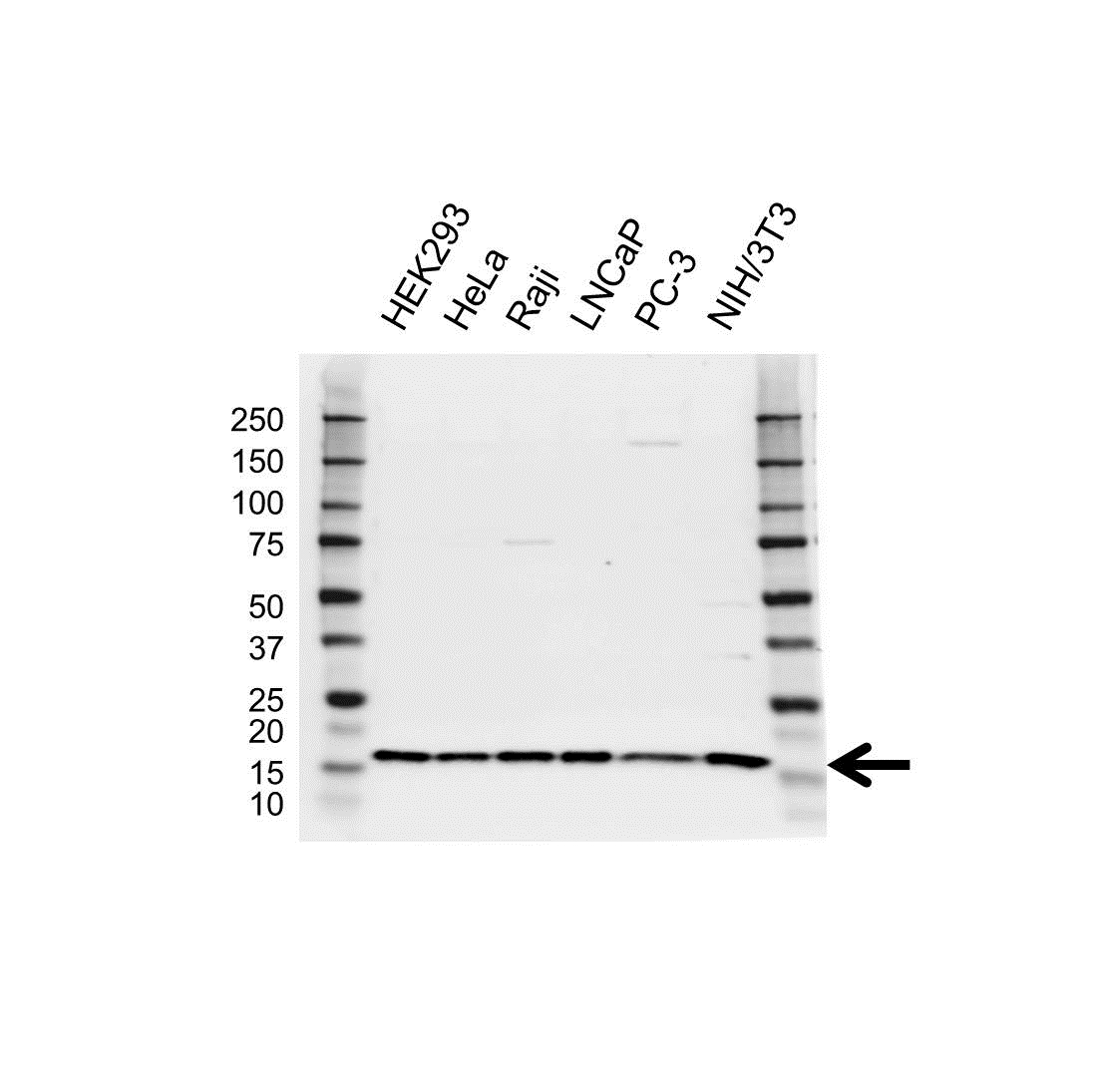 Anti UBE2D1 Antibody (PrecisionAb Polyclonal Antibody) gallery image 1