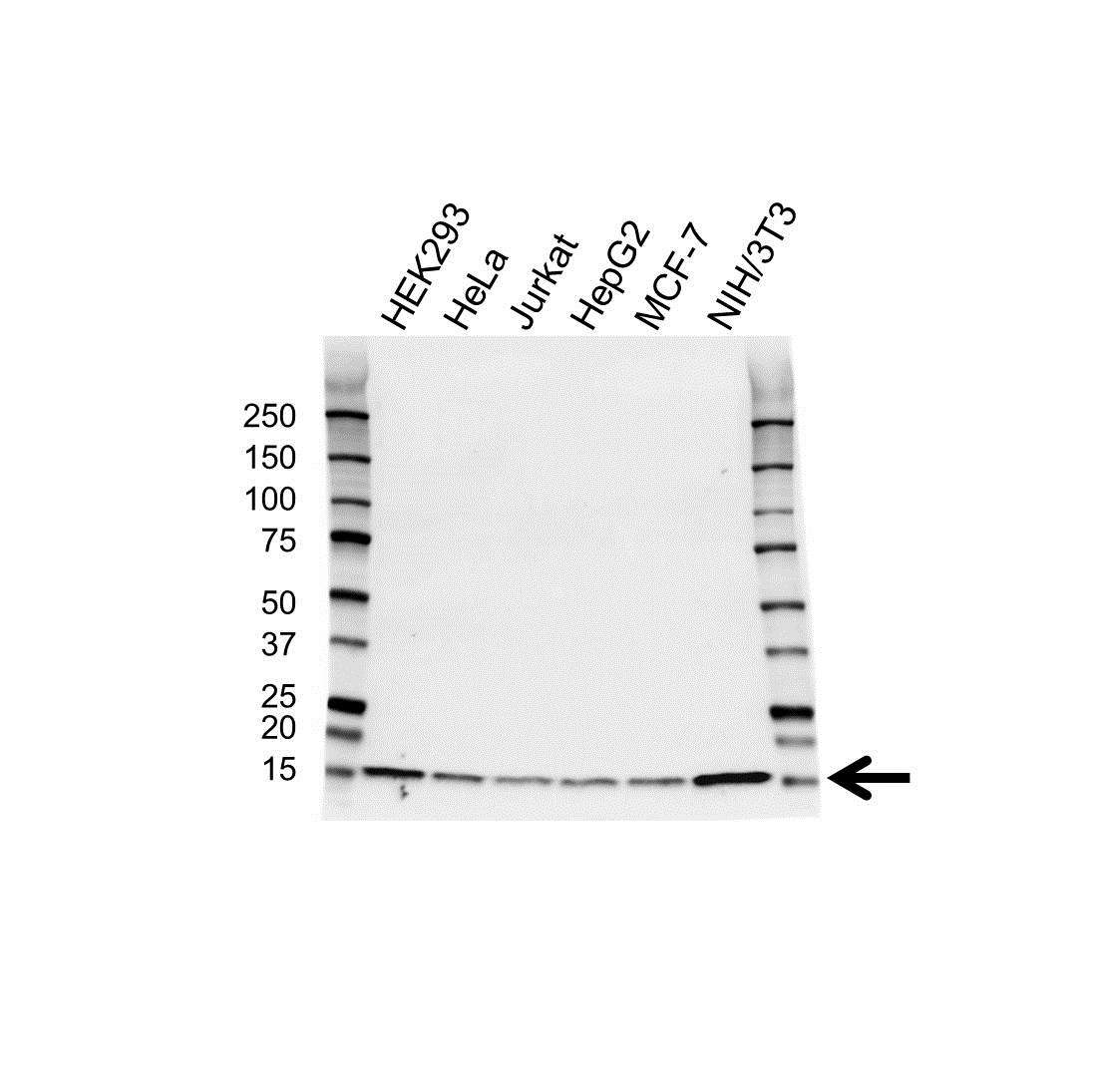 Anti UBE2D2 Antibody (PrecisionAb Polyclonal Antibody) gallery image 1