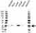 Anti UBE2E2 Antibody (PrecisionAb Polyclonal Antibody) thumbnail image 1