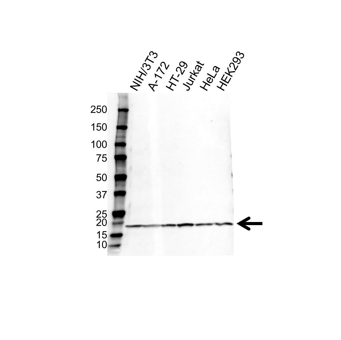 Anti UBE2I Antibody (PrecisionAb Polyclonal Antibody) gallery image 1