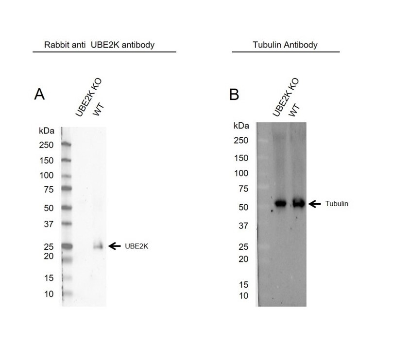 Anti UBE2K Antibody (PrecisionAb Polyclonal Antibody) gallery image 2