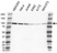 Anti UBE3A Antibody (PrecisionAb Polyclonal Antibody) thumbnail image 1