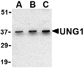 Anti Uracil-DNA Glycosylase 1 (C-Terminal) Antibody gallery image 1