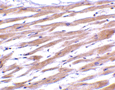 Anti Uracil-DNA Glycosylase 1 (C-Terminal) Antibody gallery image 2