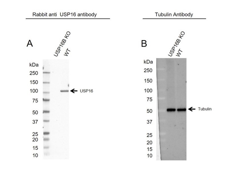 Anti USP16 Antibody (PrecisionAb Polyclonal Antibody) gallery image 2