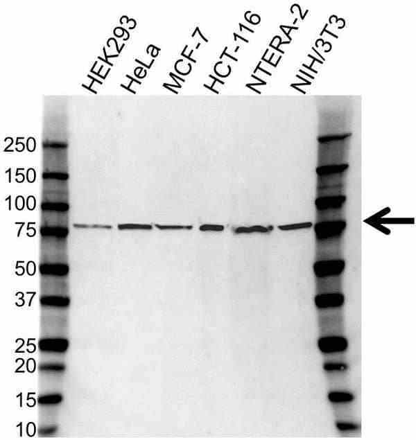 Anti USP2 Antibody (PrecisionAb Polyclonal Antibody) gallery image 1