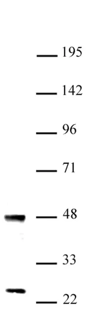 Anti Human UTF1 Antibody gallery image 1