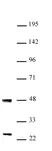 Anti Human UTF1 Antibody thumbnail image 1