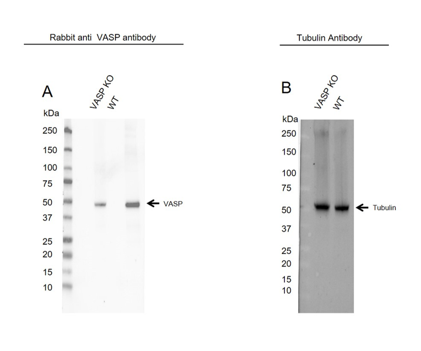 Anti VASP Antibody (PrecisionAb Polyclonal Antibody) gallery image 2