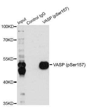 Anti VASP (pSer157) Antibody gallery image 2