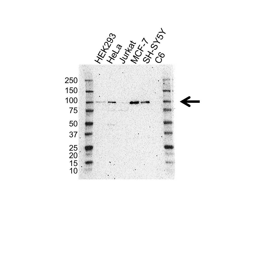 Anti VAV2 Antibody (PrecisionAb Polyclonal Antibody) gallery image 1