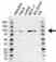 Anti VAV2 Antibody (PrecisionAb Polyclonal Antibody) thumbnail image 1