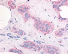 Anti Human VEGF Receptor 2 Antibody gallery image 1
