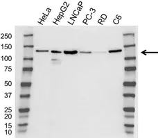 Anti Vinculin Antibody (PrecisionAb Polyclonal Antibody) gallery image 1