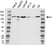 Anti Vinculin Antibody (PrecisionAb Polyclonal Antibody) thumbnail image 1