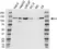Anti Vinculin Antibody (PrecisionAb Polyclonal Antibody) thumbnail image 1
