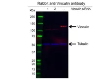 Anti Vinculin Antibody (PrecisionAb Polyclonal Antibody) gallery image 2
