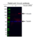 Anti Vinculin Antibody (PrecisionAb Polyclonal Antibody) thumbnail image 2