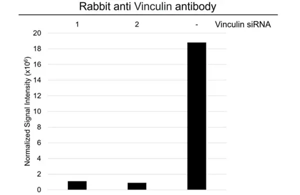 Anti Vinculin Antibody (PrecisionAb Polyclonal Antibody) gallery image 3