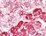 Anti VISA Antibody thumbnail image 3