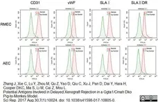 Anti Human von Willebrand Factor Antibody gallery image 4