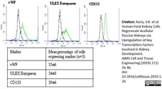 Anti Human von Willebrand Factor Antibody gallery image 5