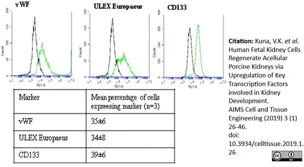 Anti Human von Willebrand Factor Antibody gallery image 5